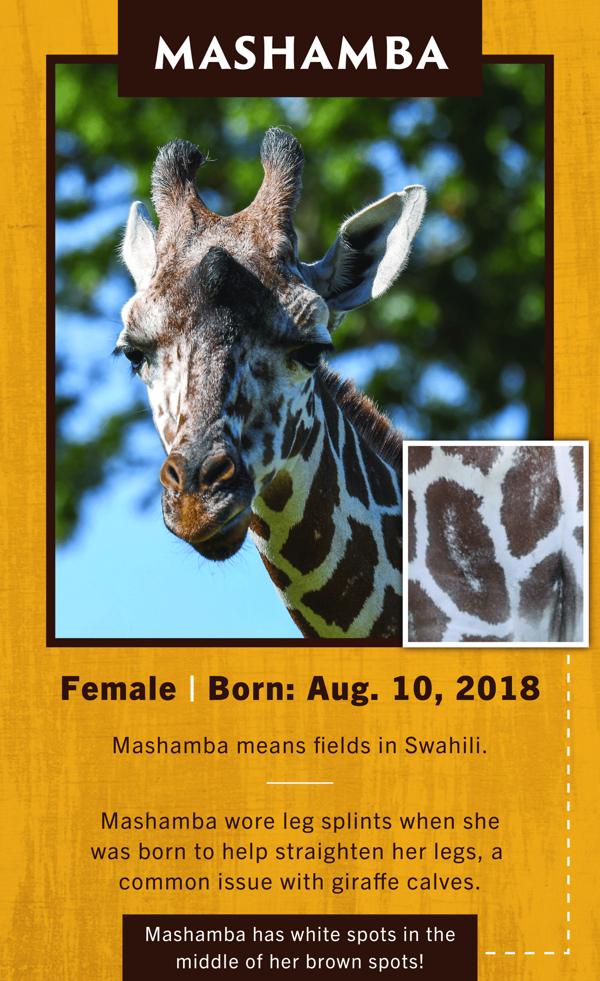 Jirafa Mashamba