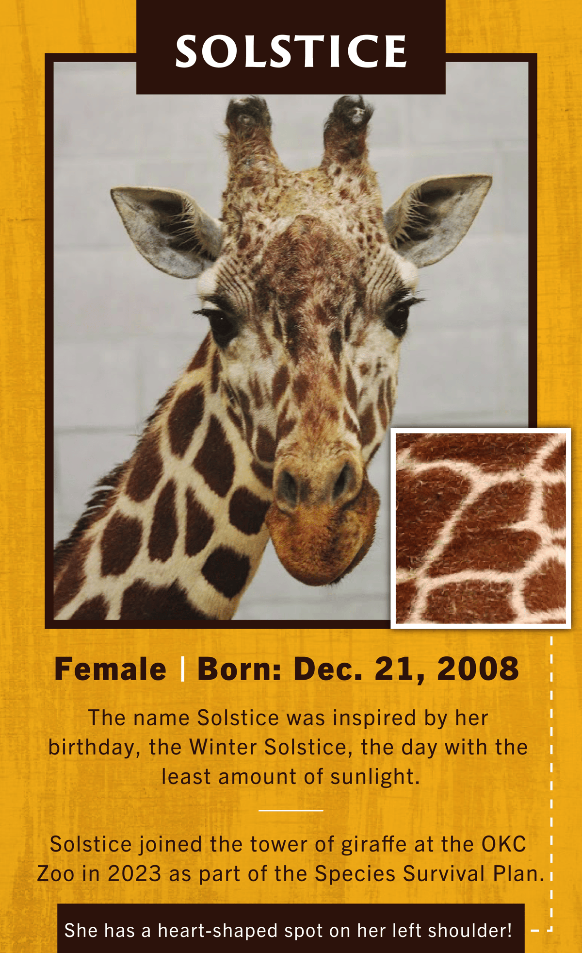 Jirafa Solstice