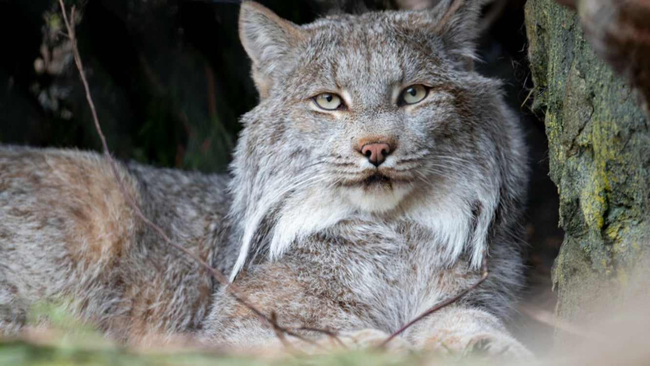 Lynx