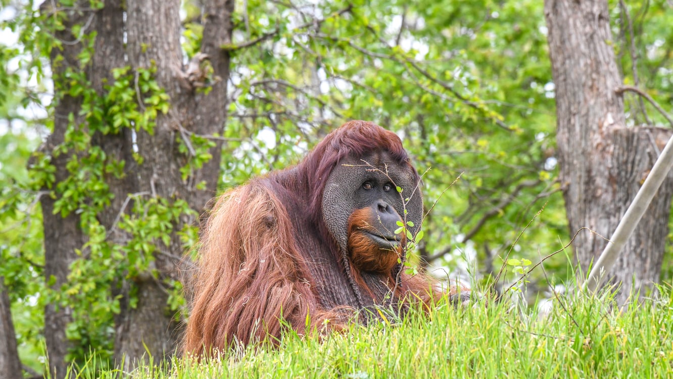 Orangutan
