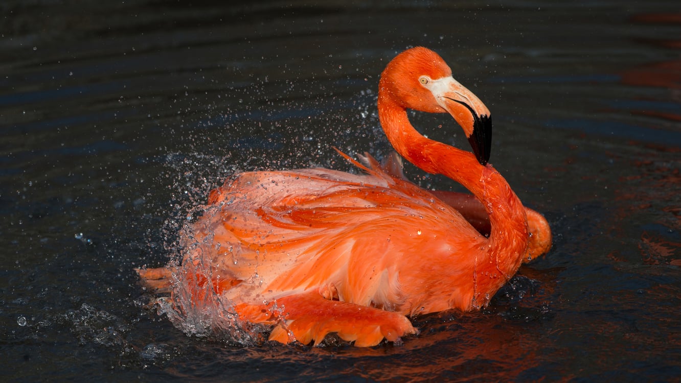 Flamingo, American
