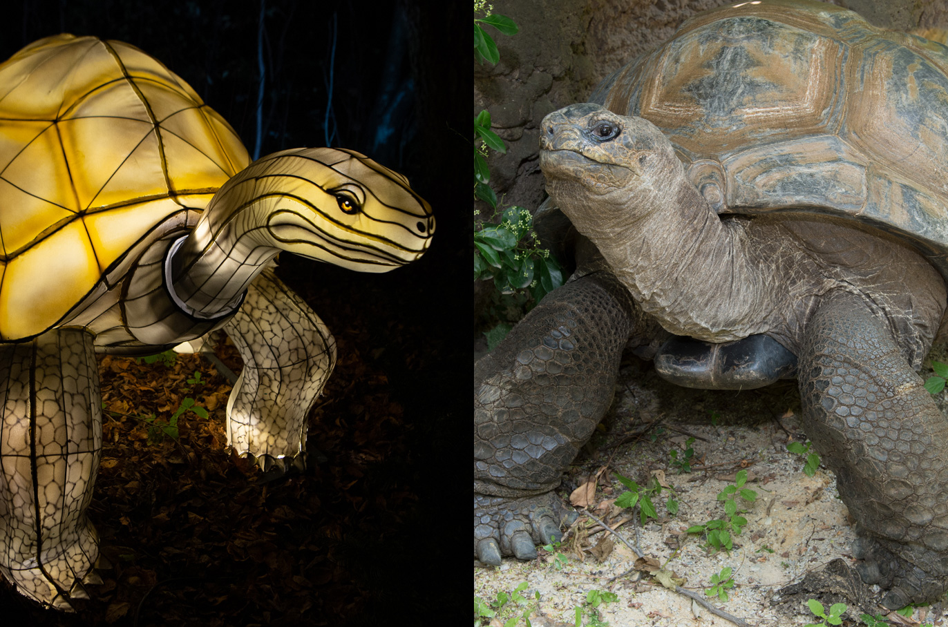 Aldabra Tortoise