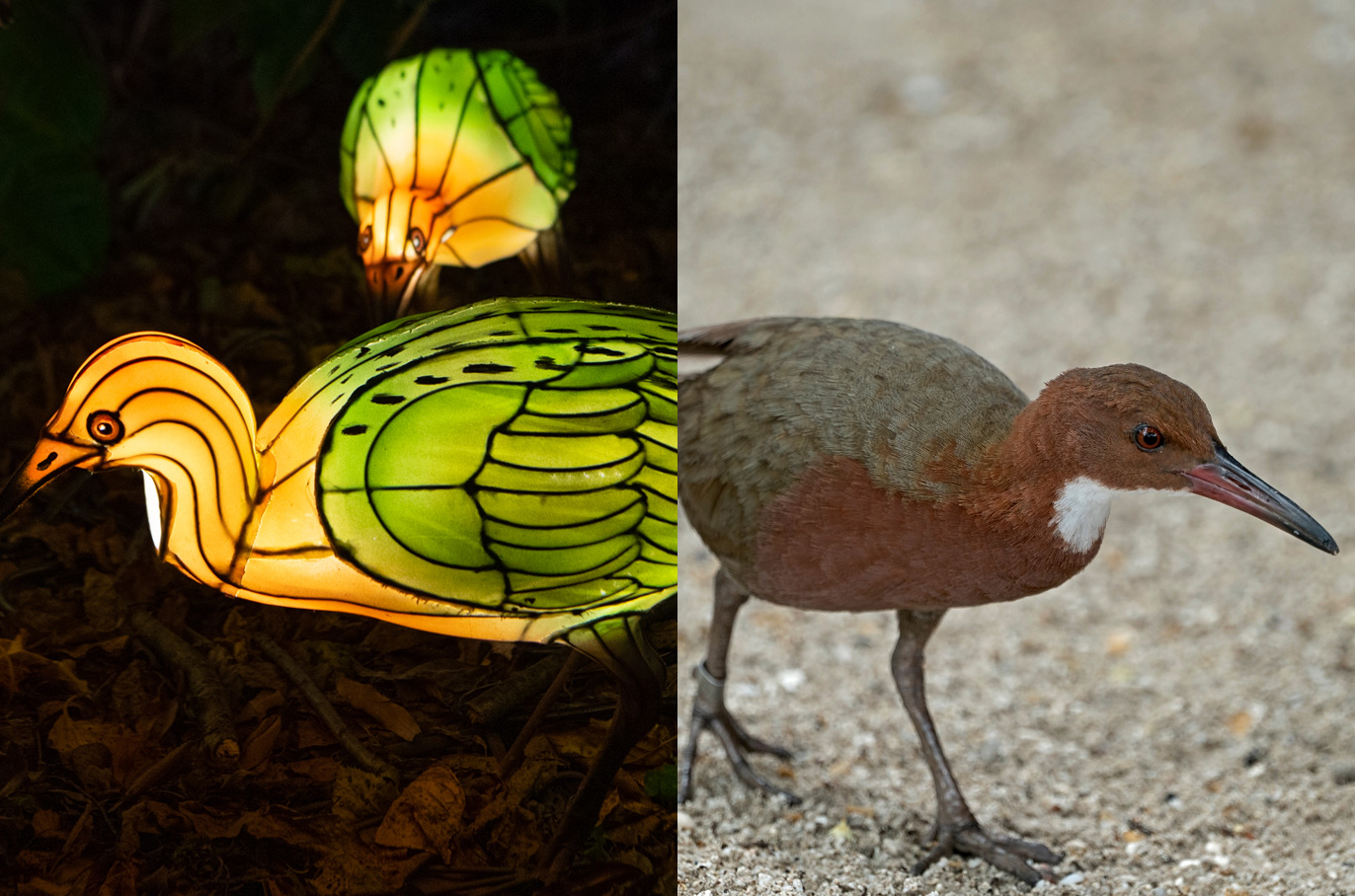 Aldabra White-throated Rail