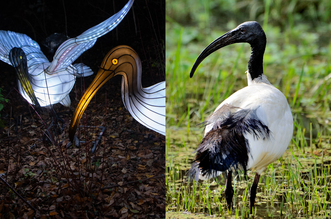 Aldabra Sacred Ibis