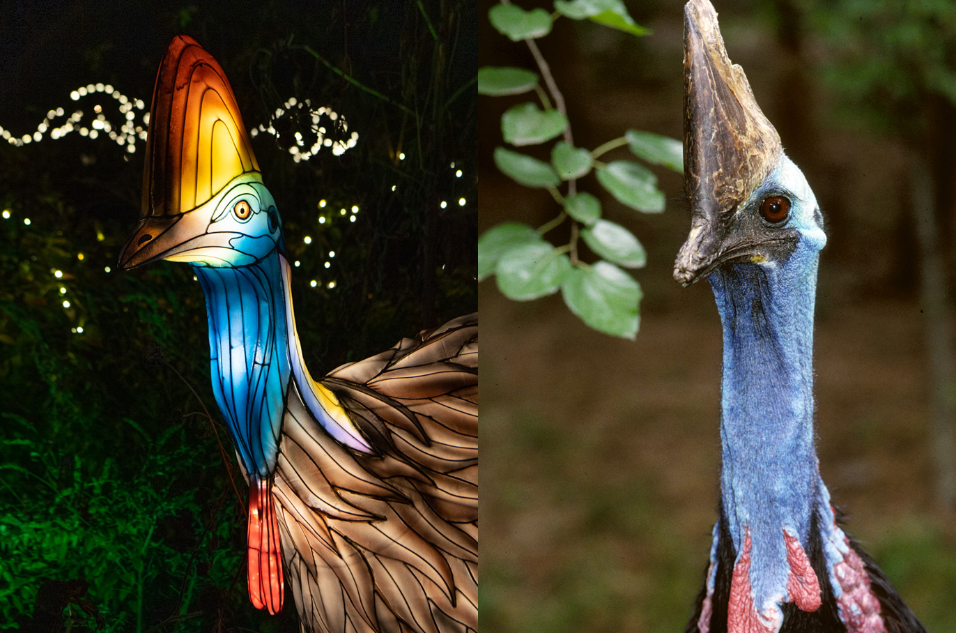 Cassowary