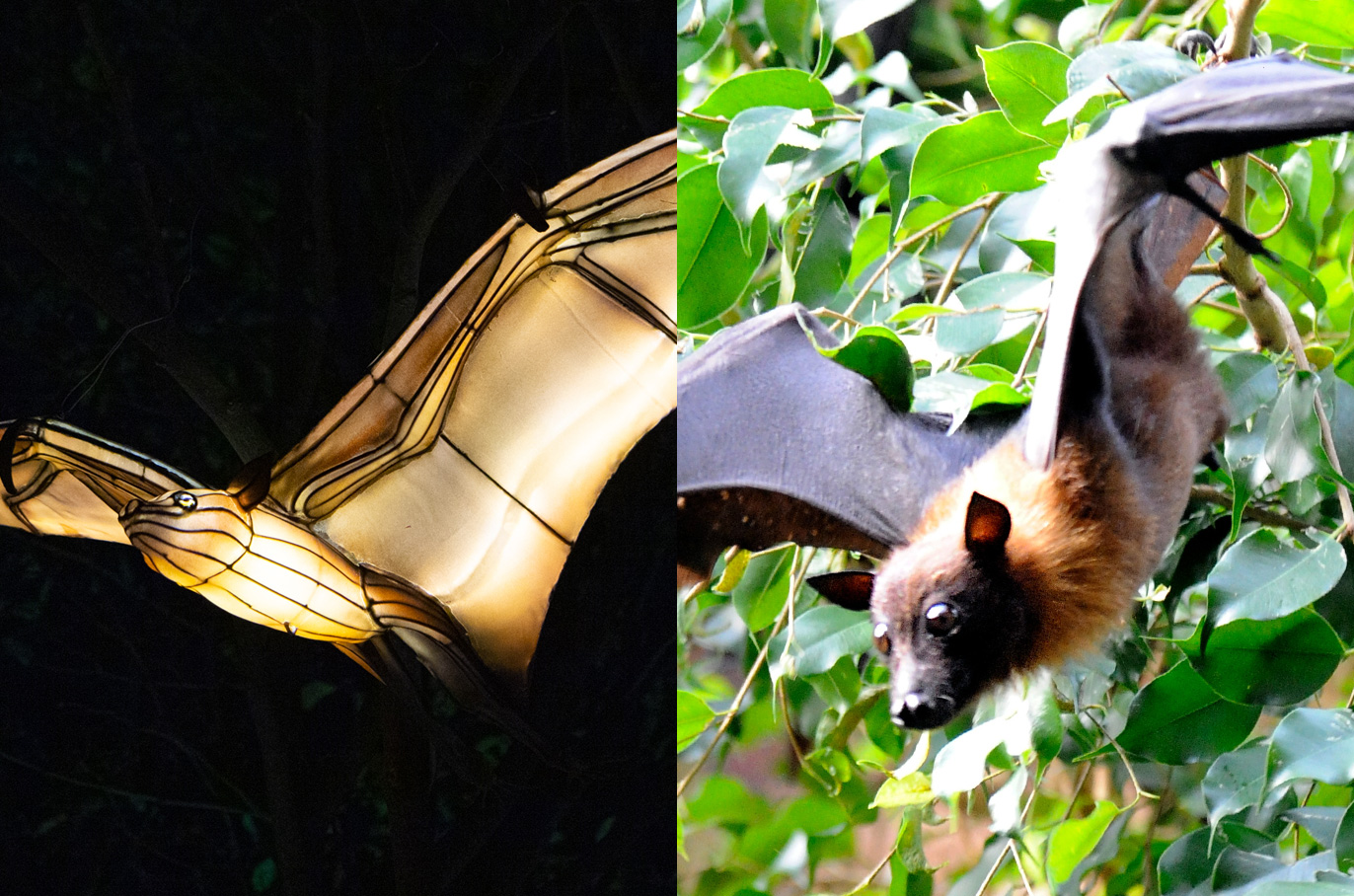 Flying Fox