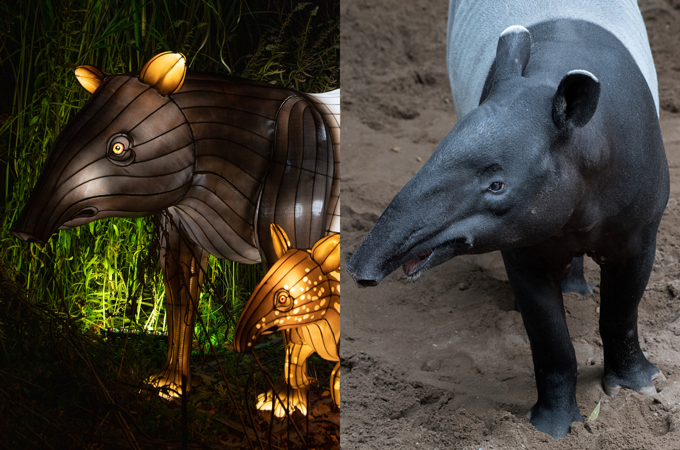 Malayan Tapir