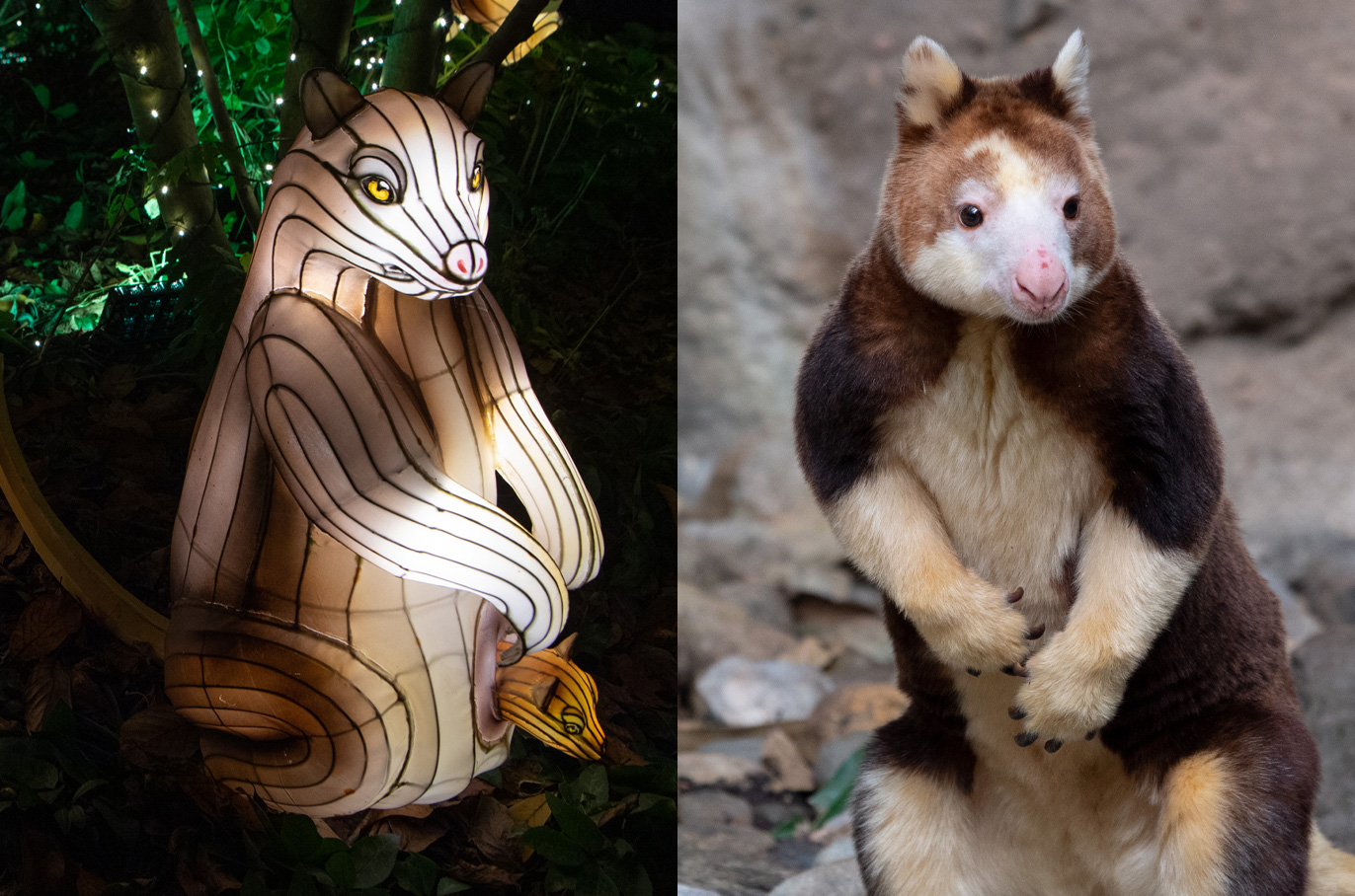 Tree Kangaroo