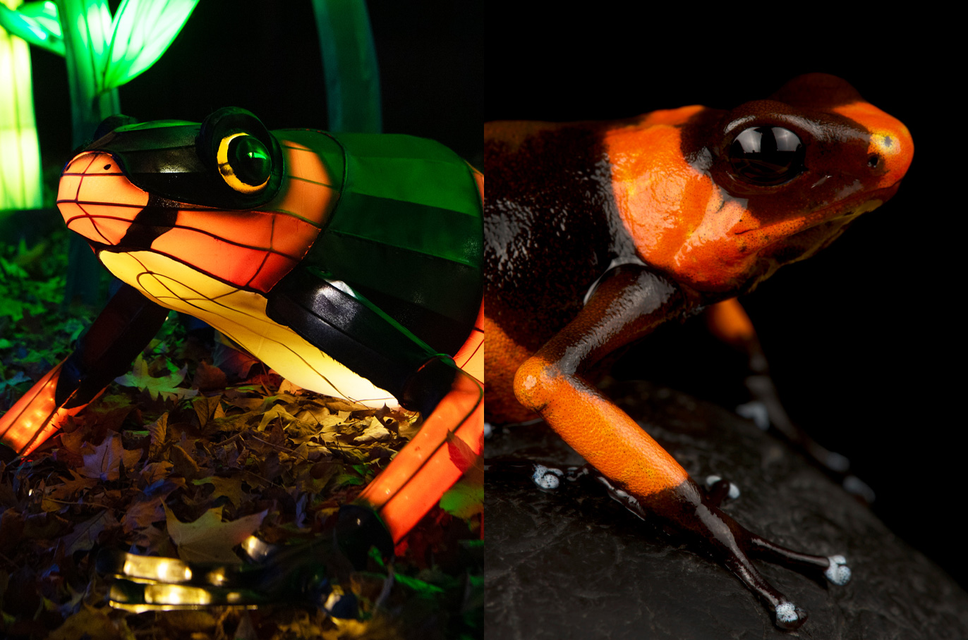 Red-banded Poison Frog