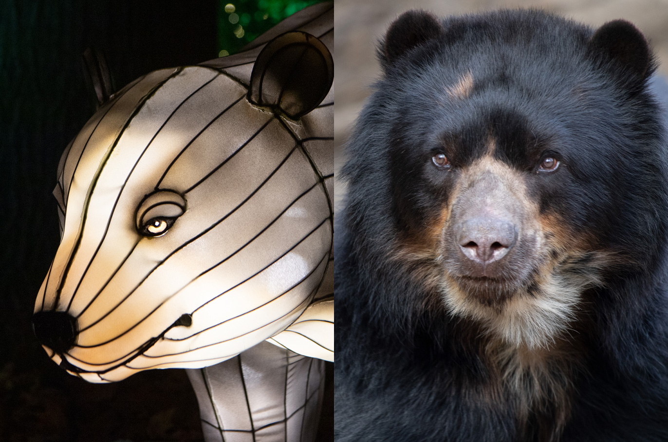 Andean Bear