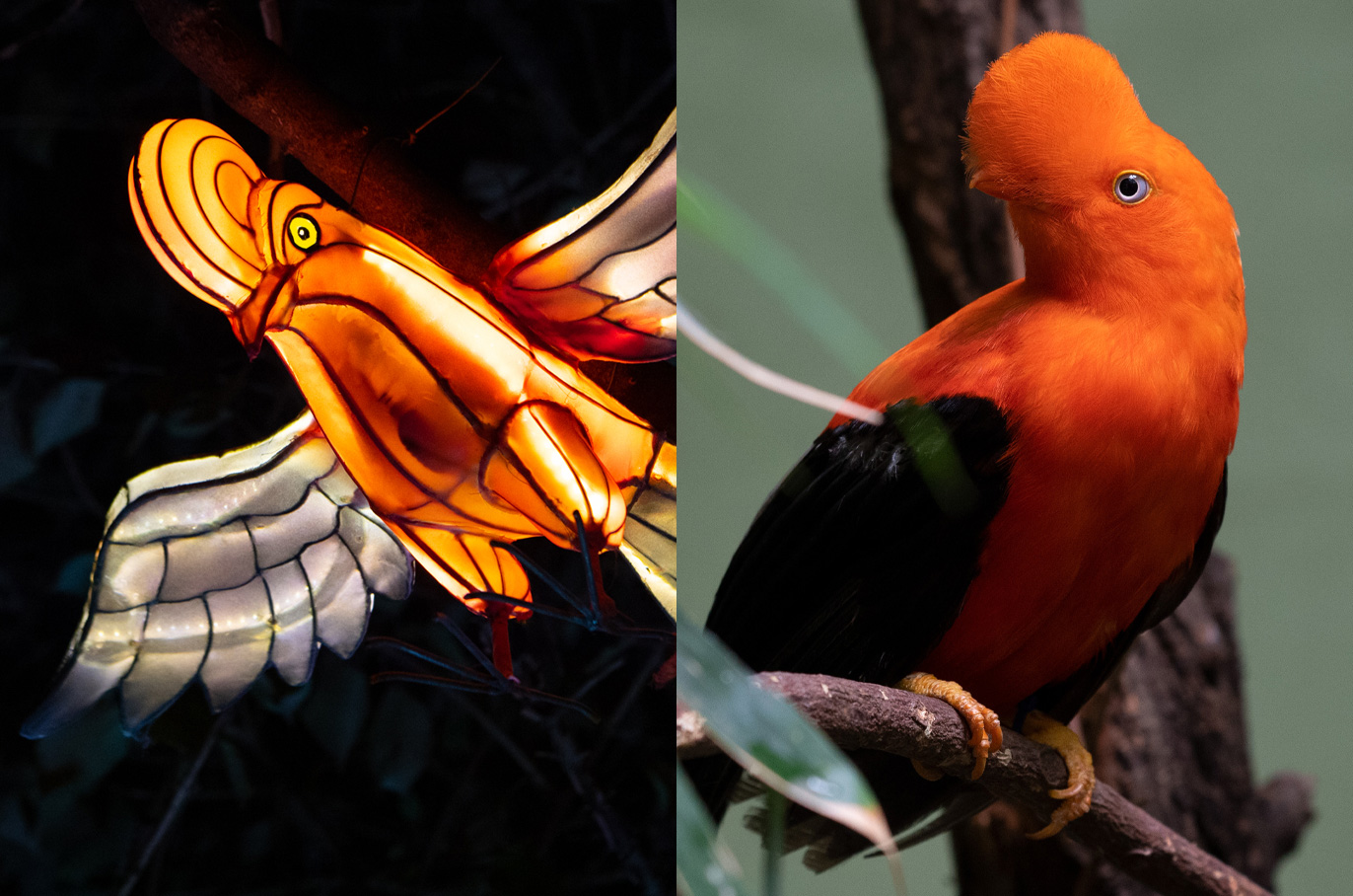 Andean Cock-of-the-Rock