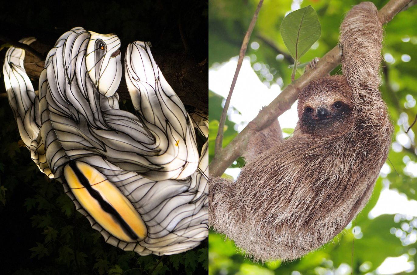 Brown-throated Sloth