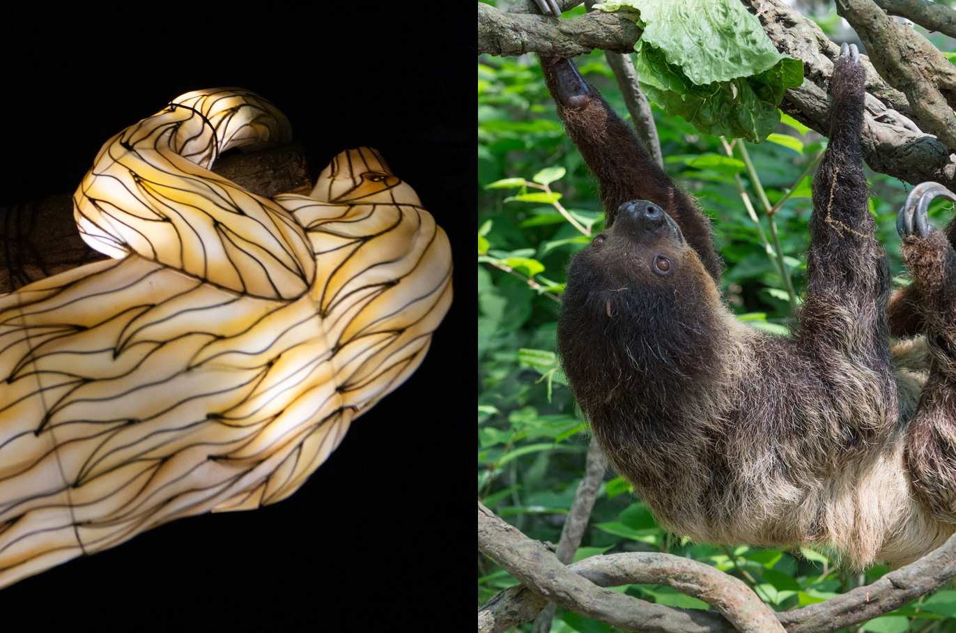 Two-toed Sloth