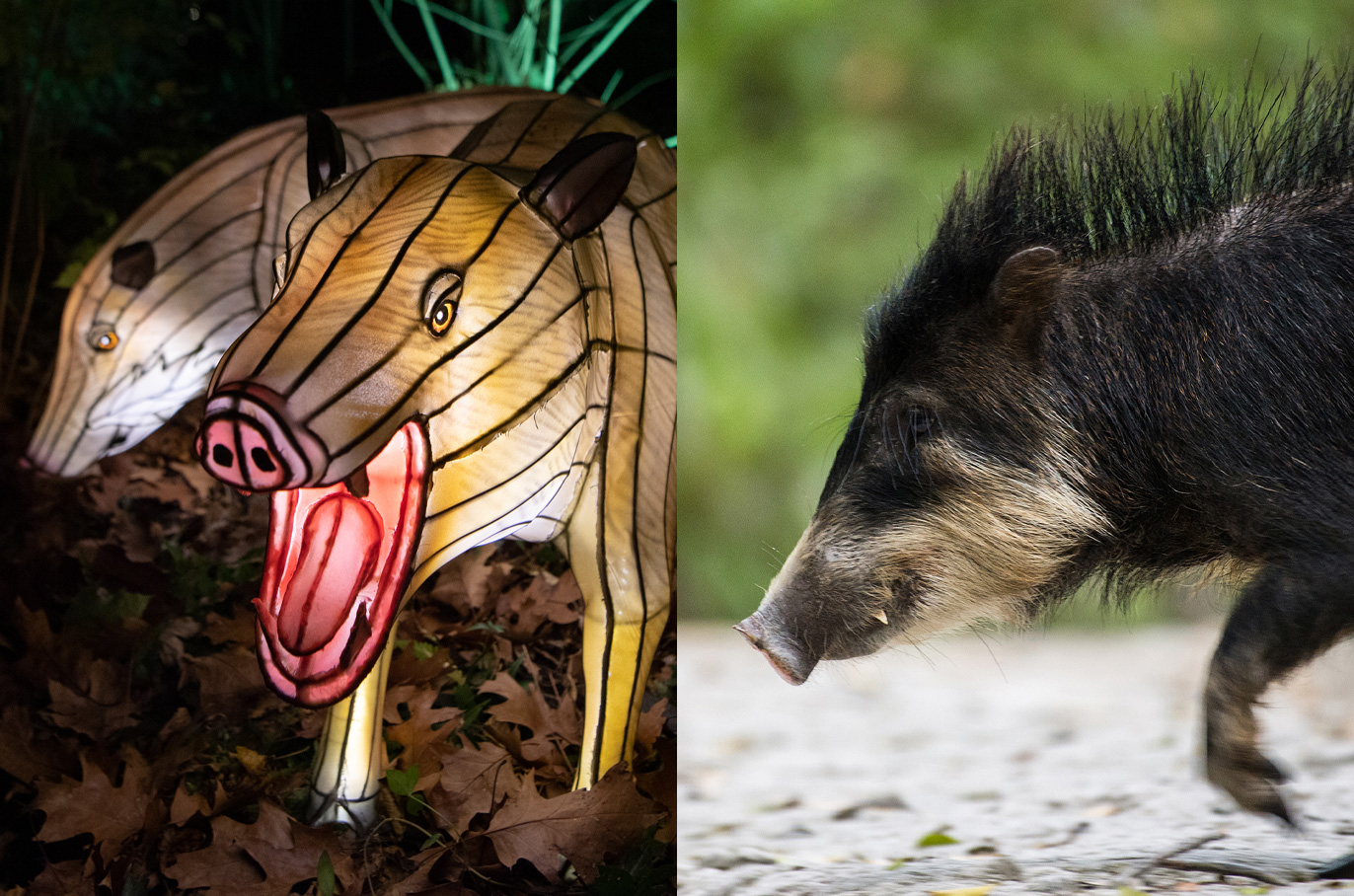 White-lipped Peccary