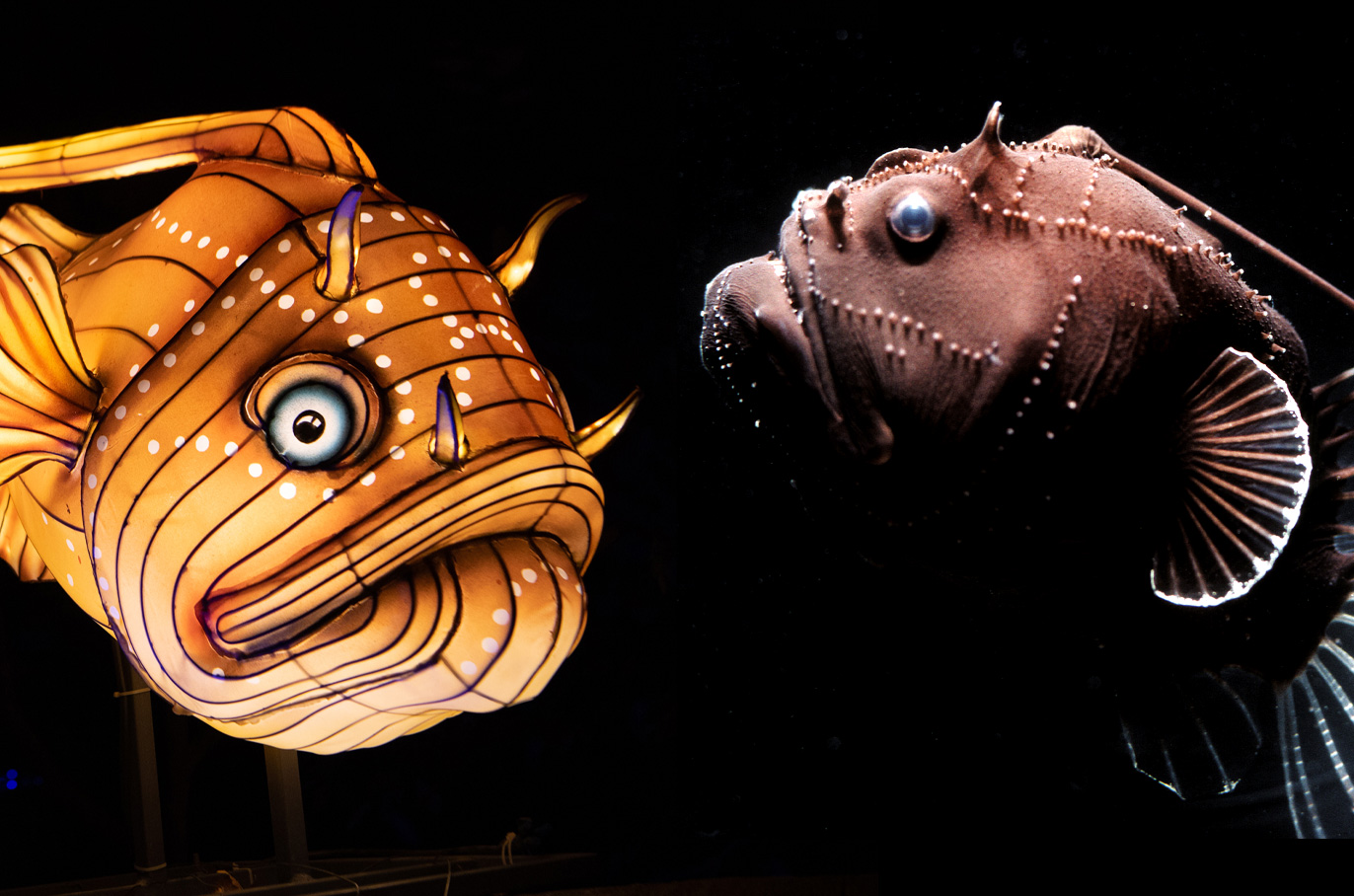 Anglerfish