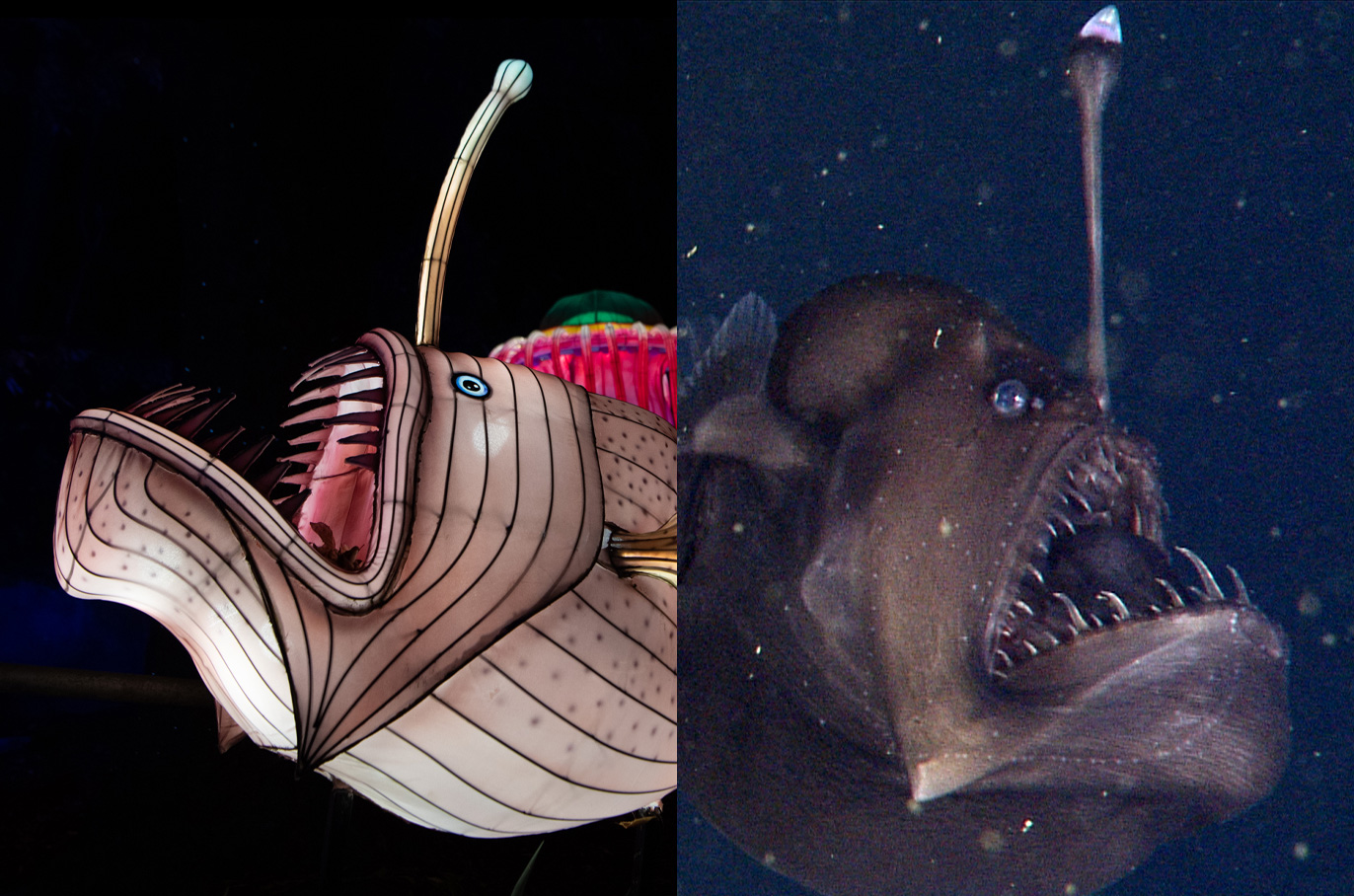 Humpback Anglerfish