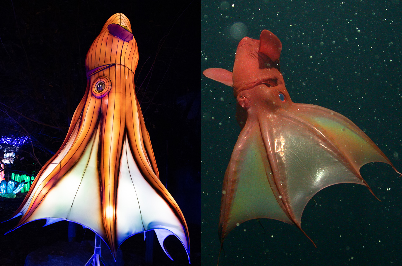 Vampire Squid