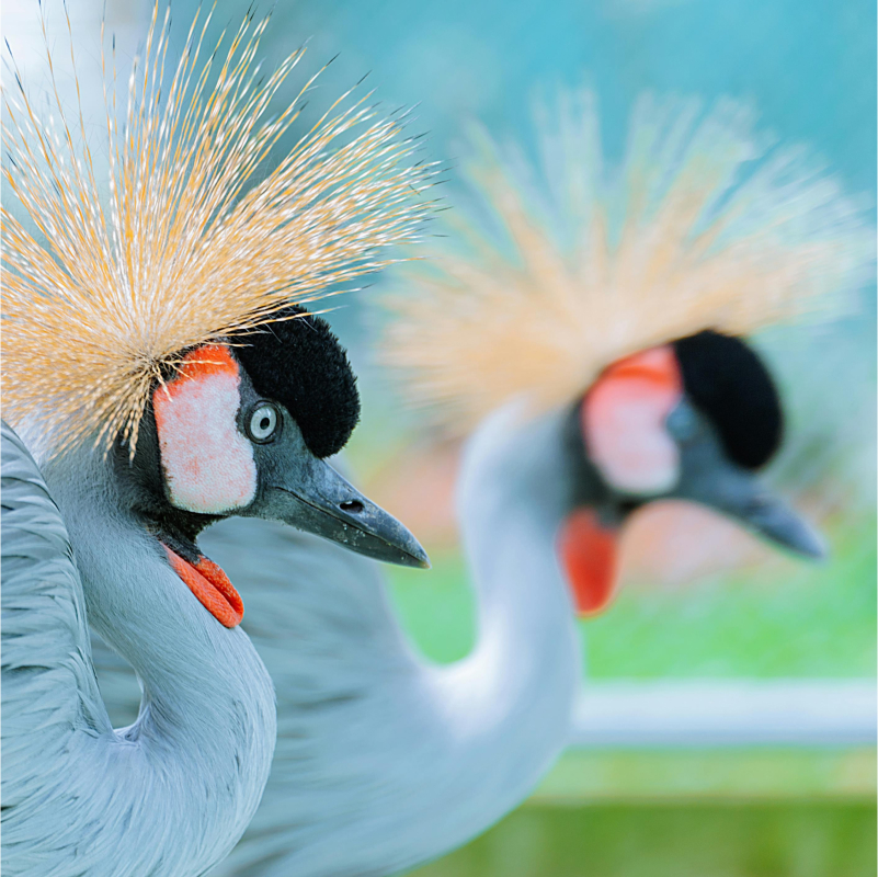 Crowned Cranes