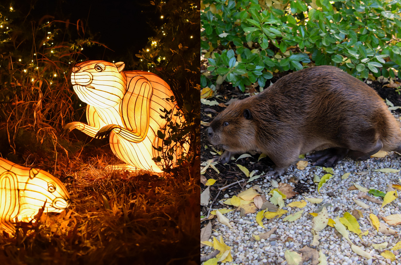 American Beaver