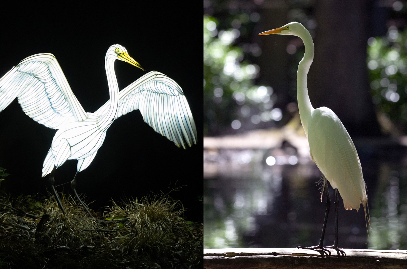 Great Egret