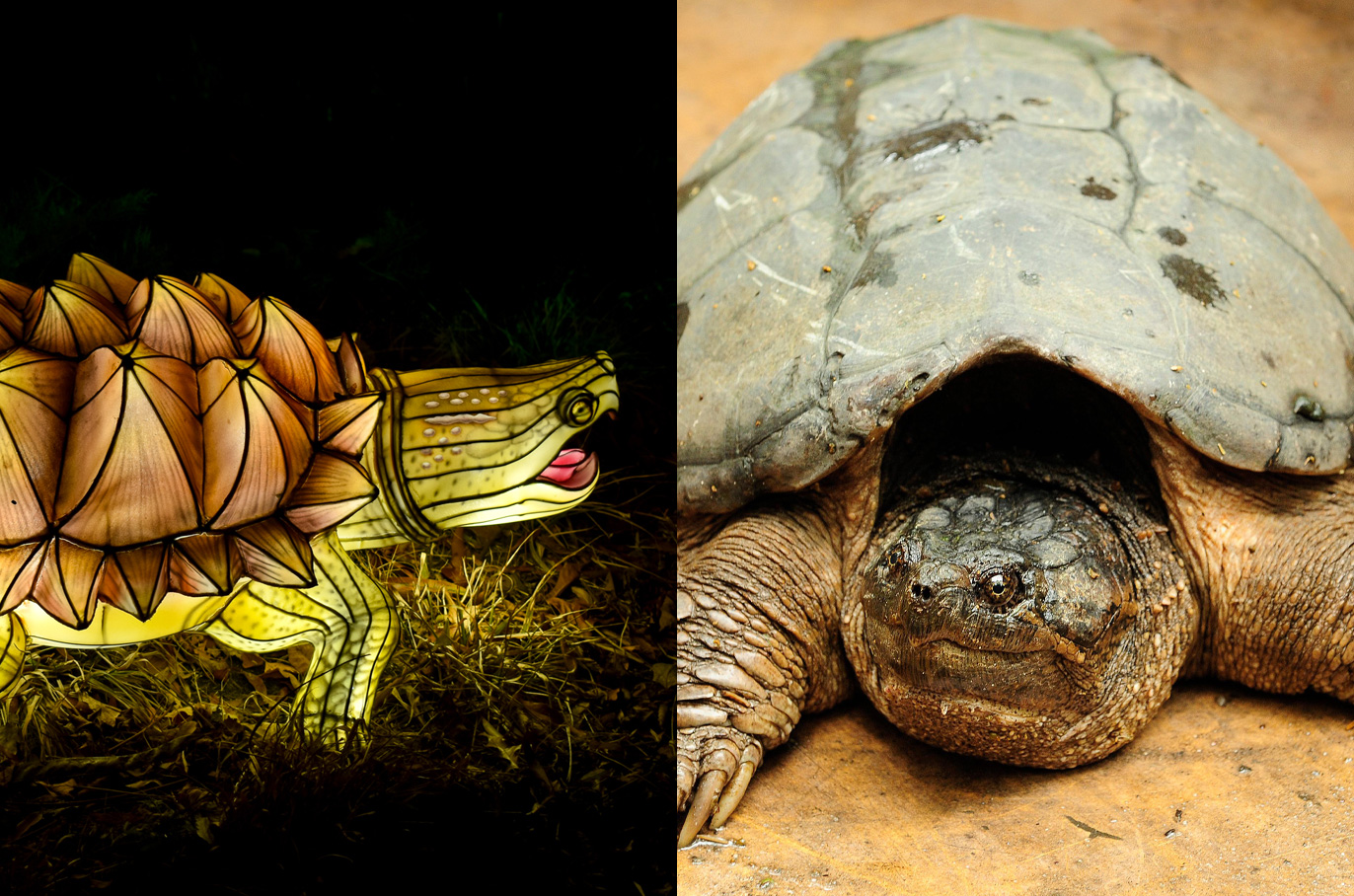 Snapping Turtle