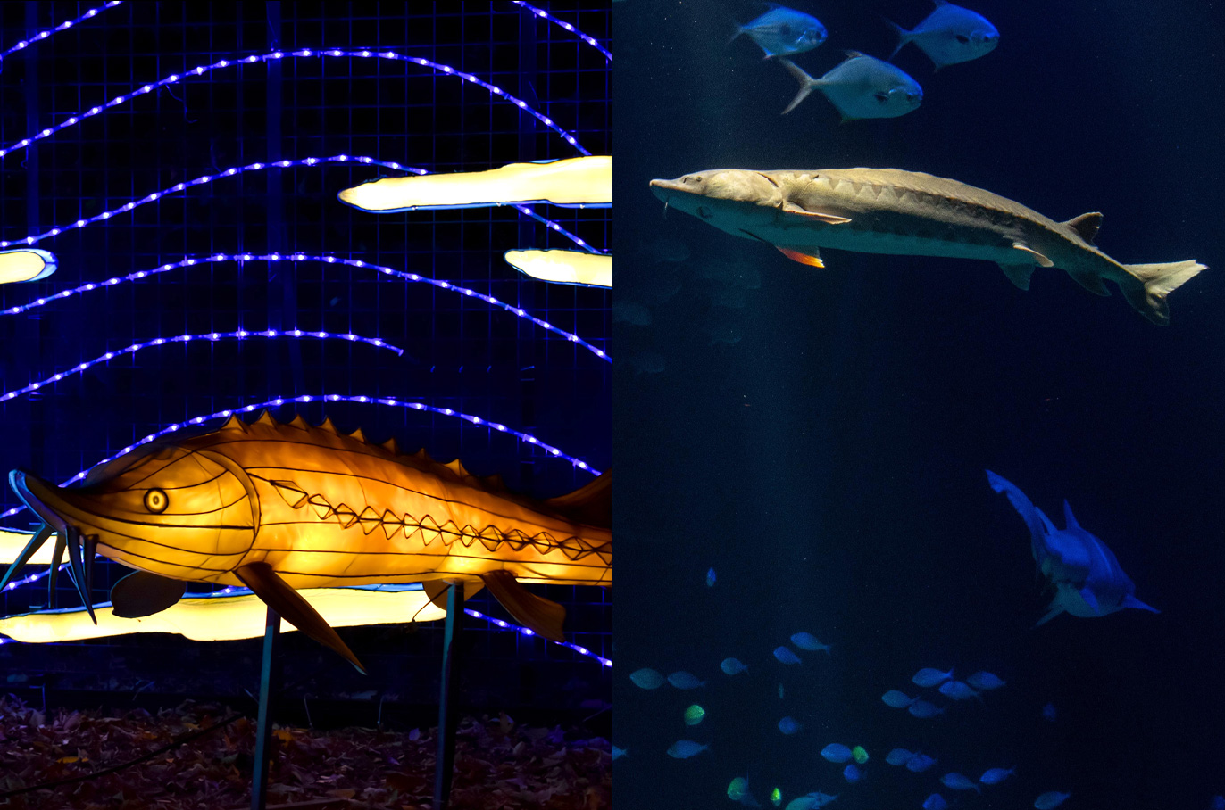 Atlantic Sturgeon