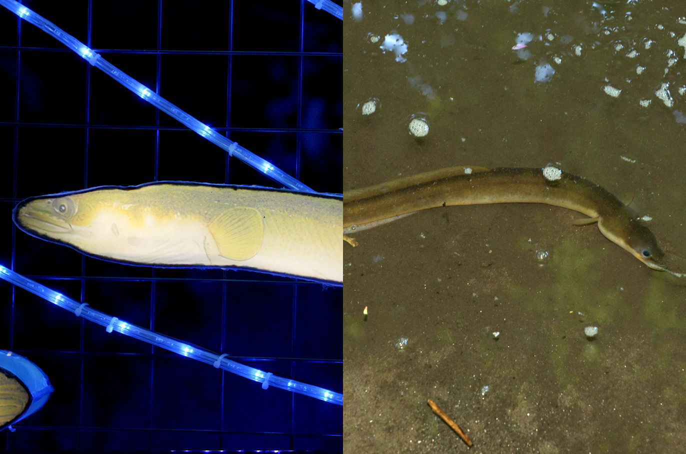 American Eel