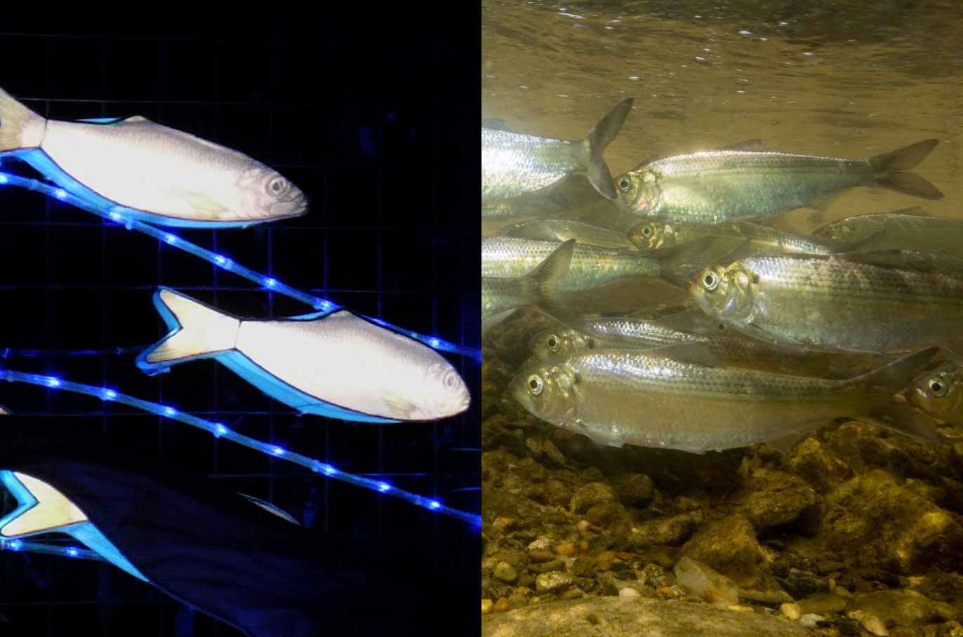 Alewife