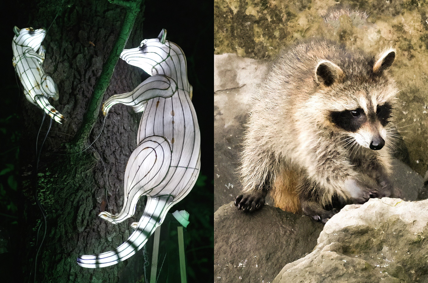 Racoon