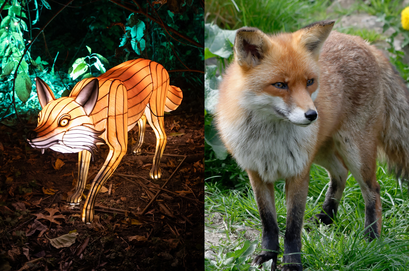 Red Fox