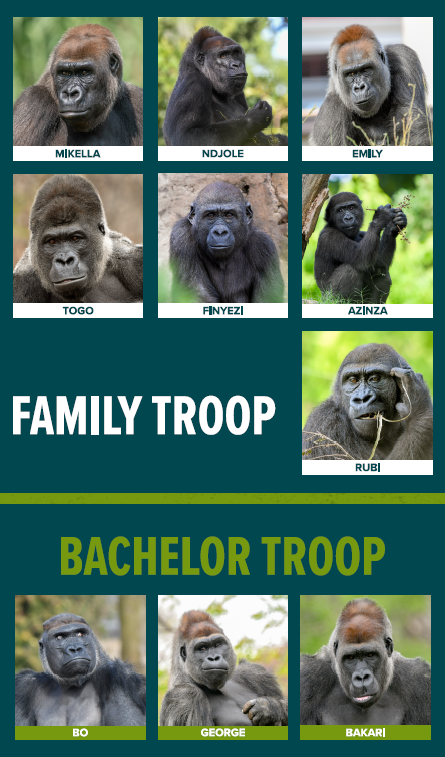 Gorilla Troop