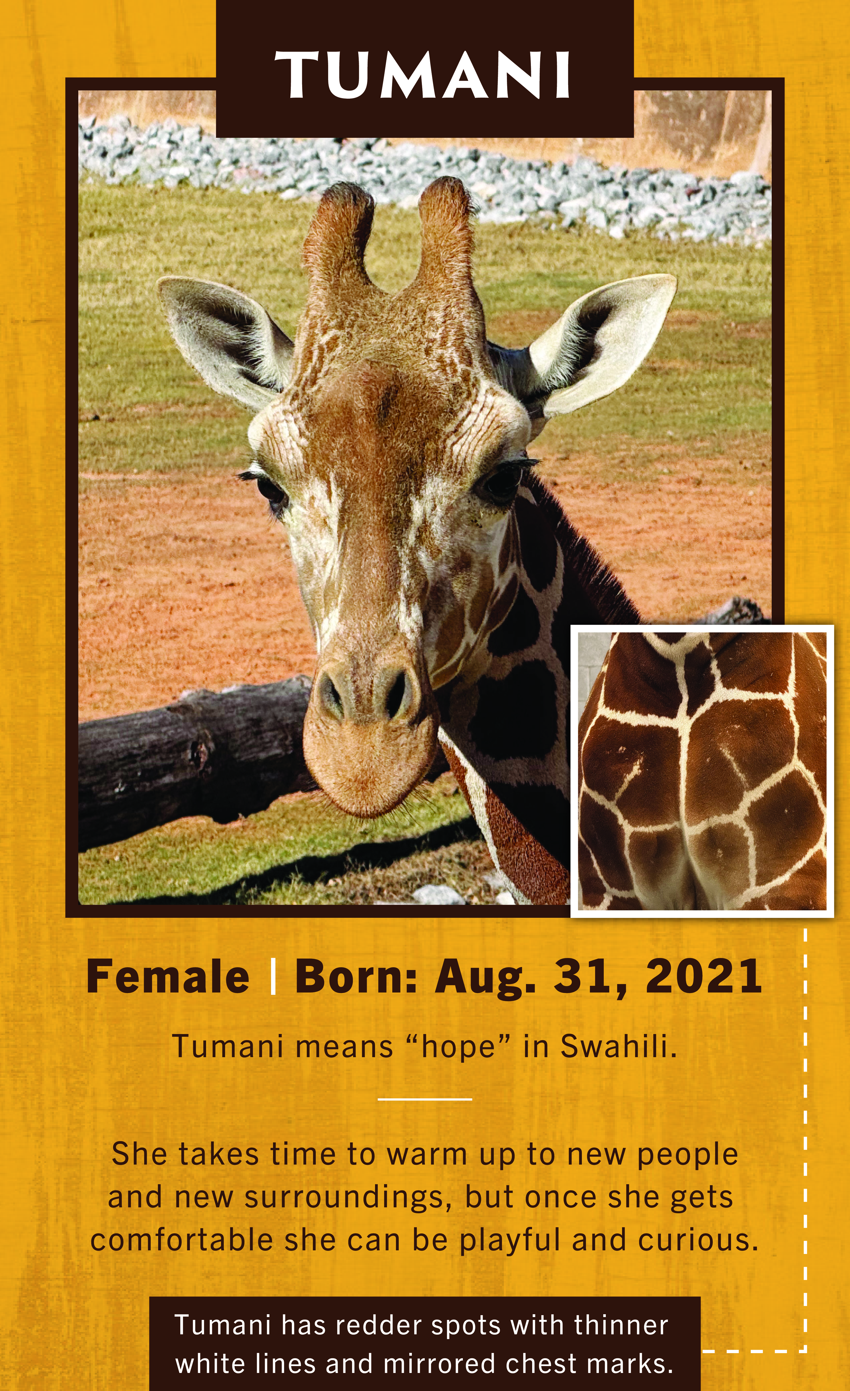 Giraffe Tunami