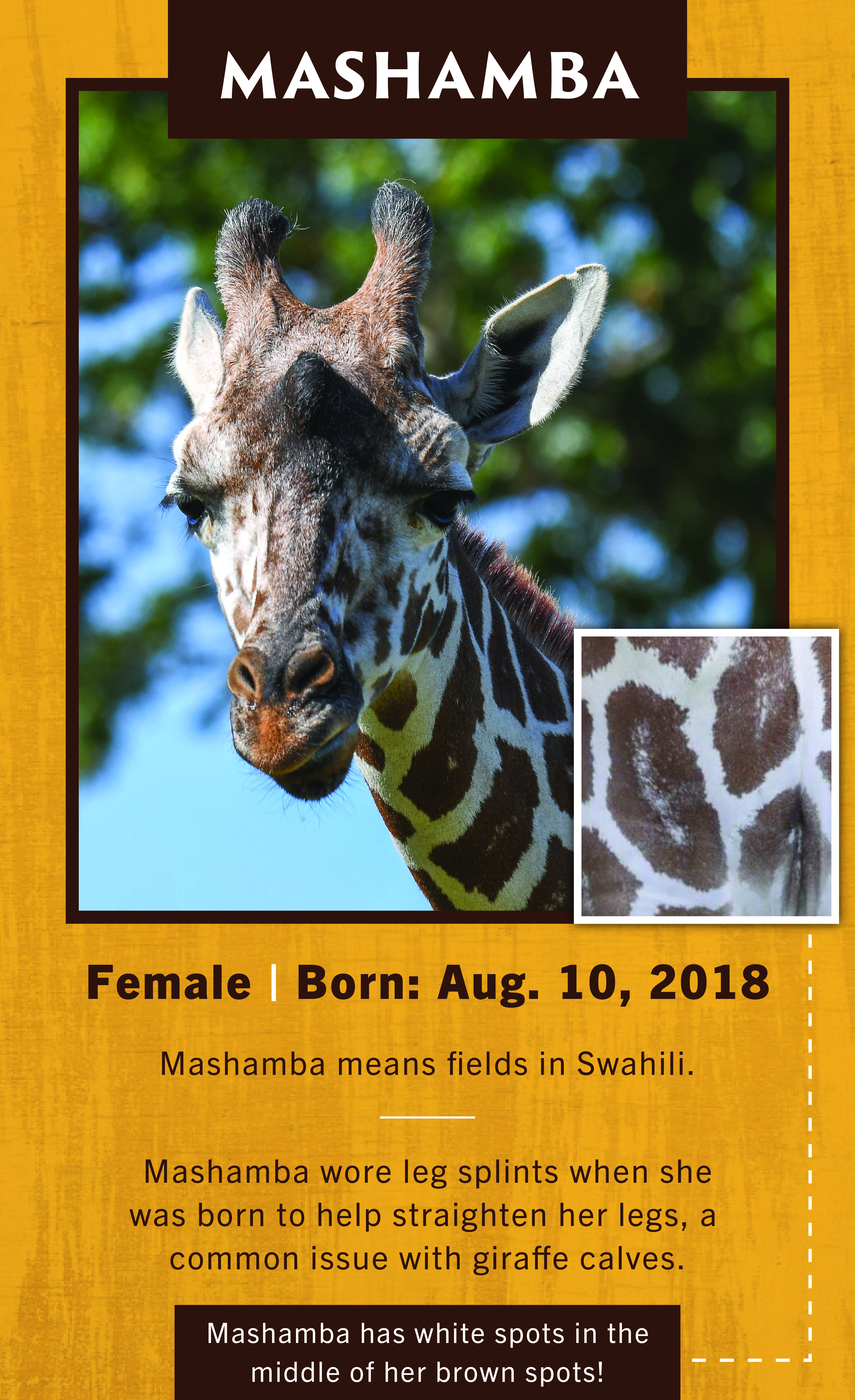 Giraffe Mashamba