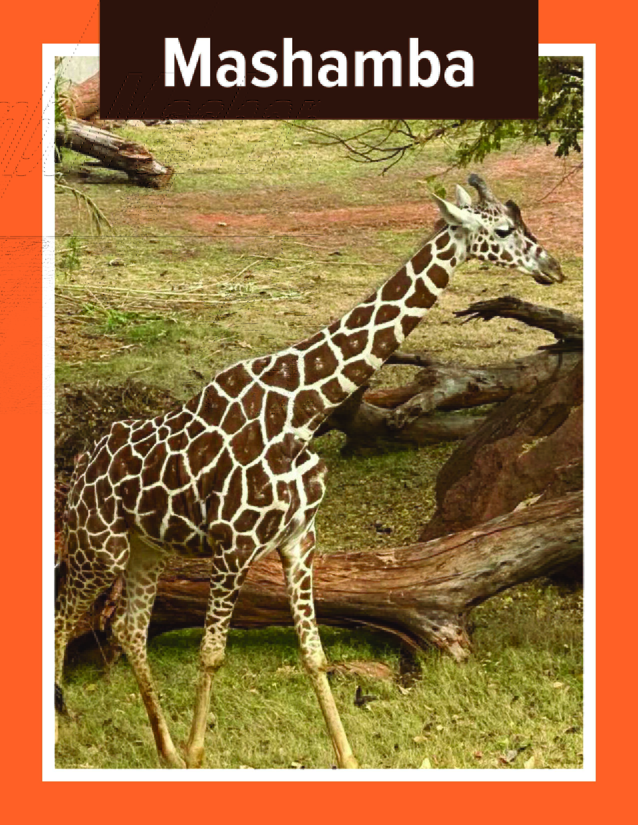 Giraffe Mashamba