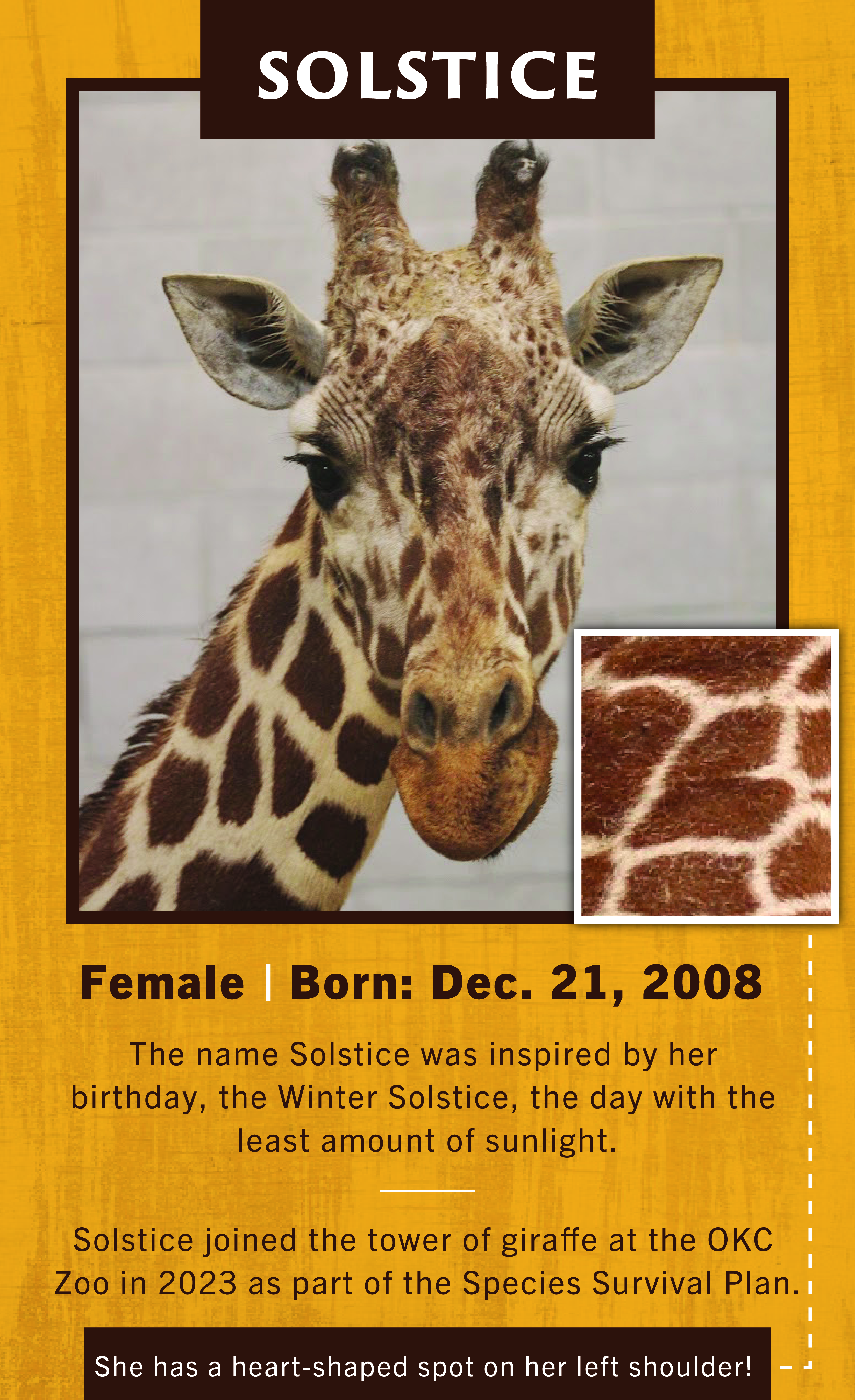 Giraffe Solstice