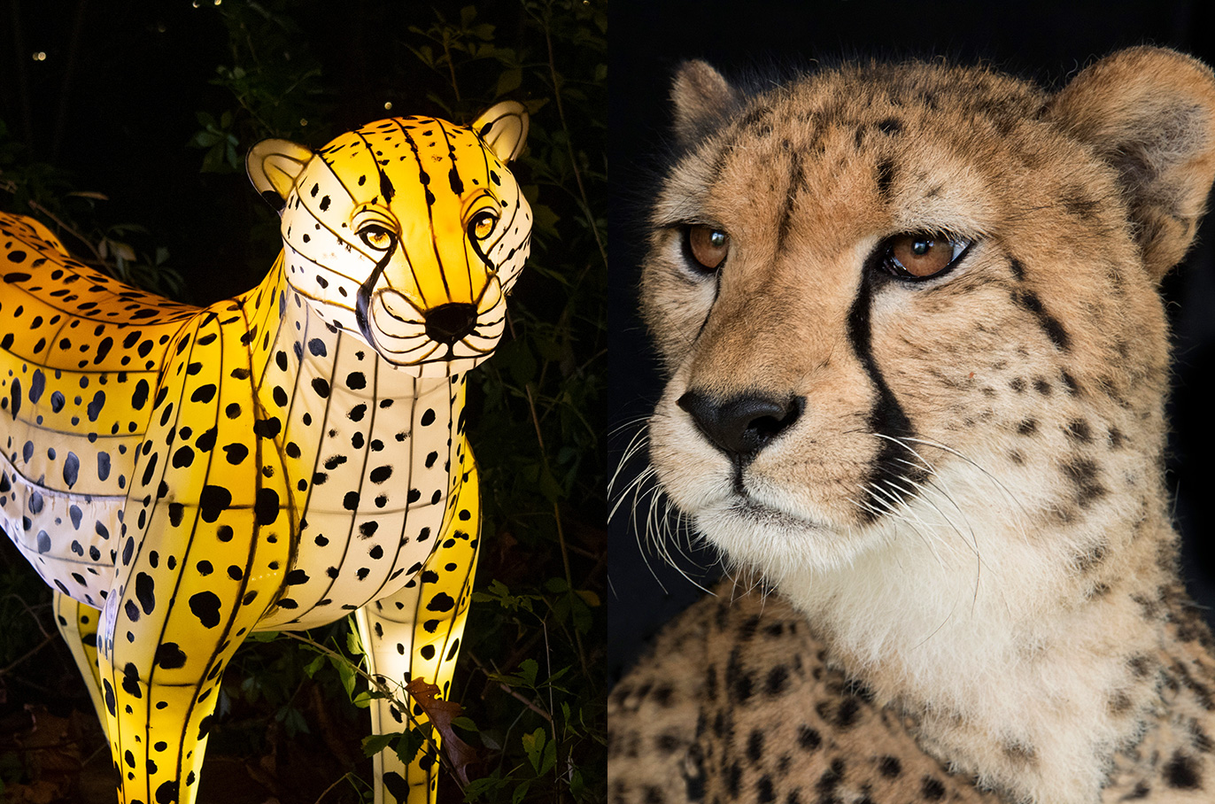 Cheetah