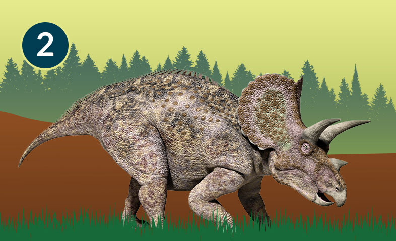 Triceratops