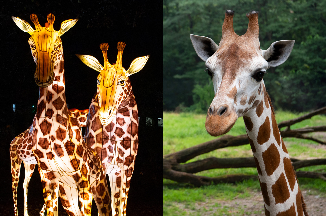 Giraffe