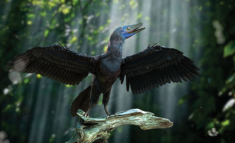 Archaeopteryx