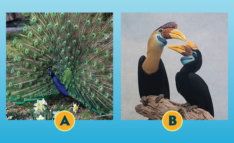 Peacock and Hornbills