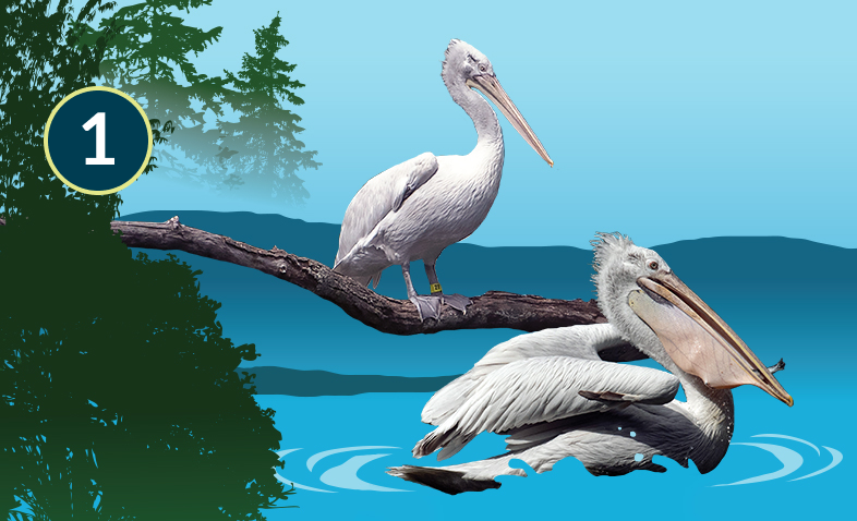 Dalmatian Pelican