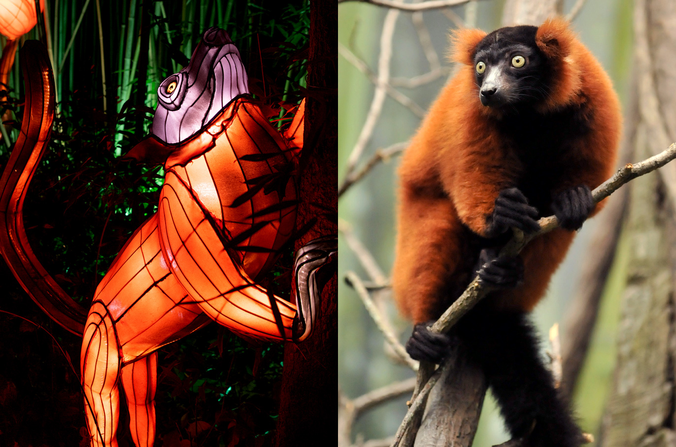 Red-ruffed Lemur
