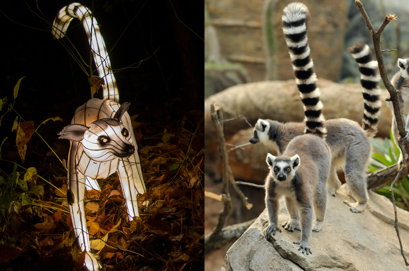 Ring-tailed Lemur