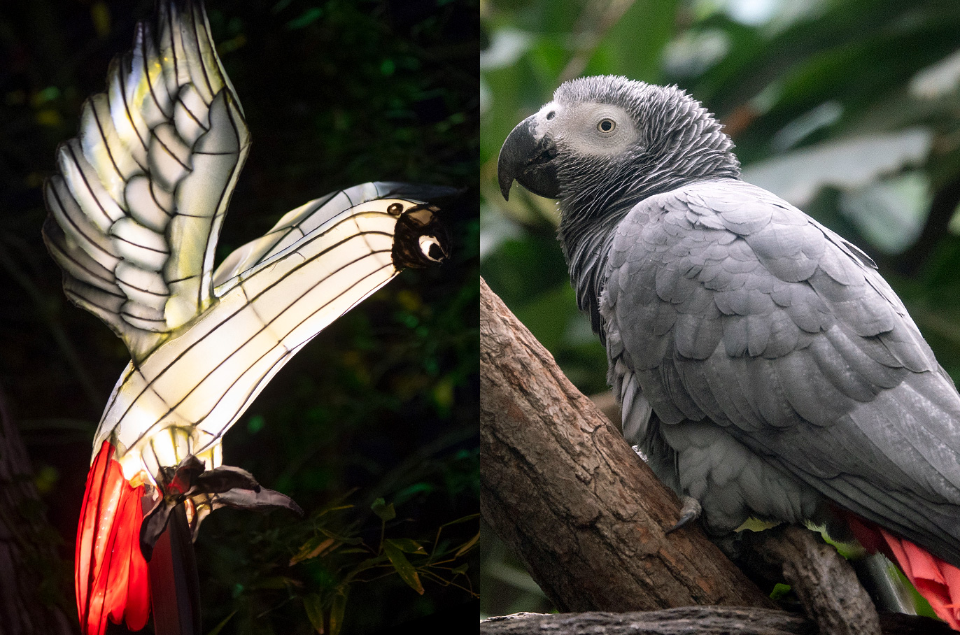 Gray Parrot