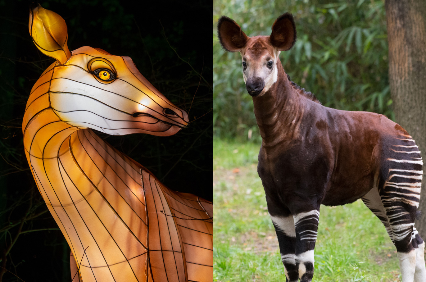 Okapi