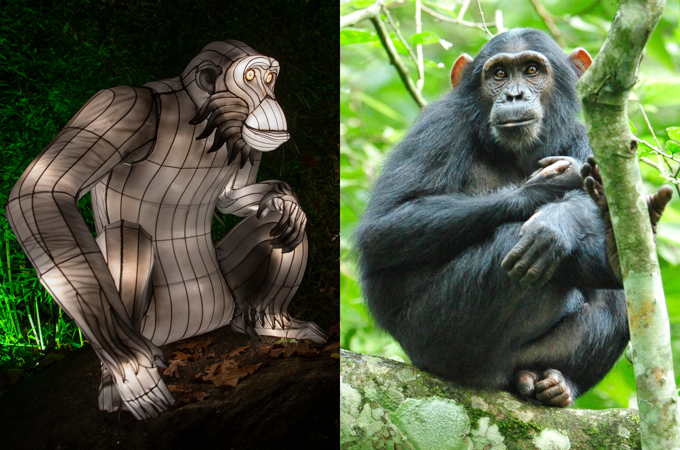 Chimpanzee