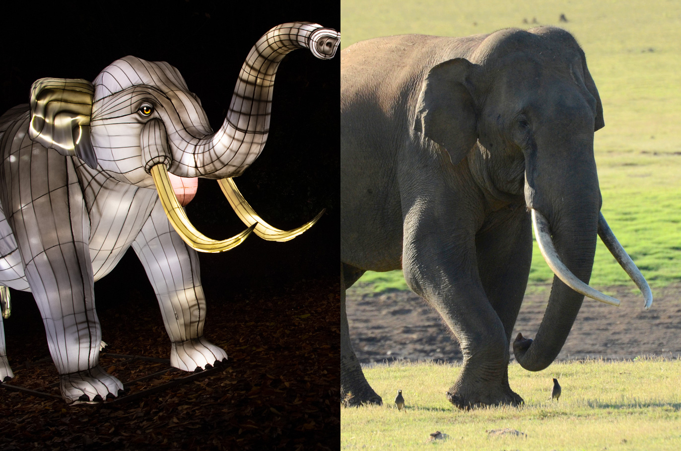 Asian Elephant