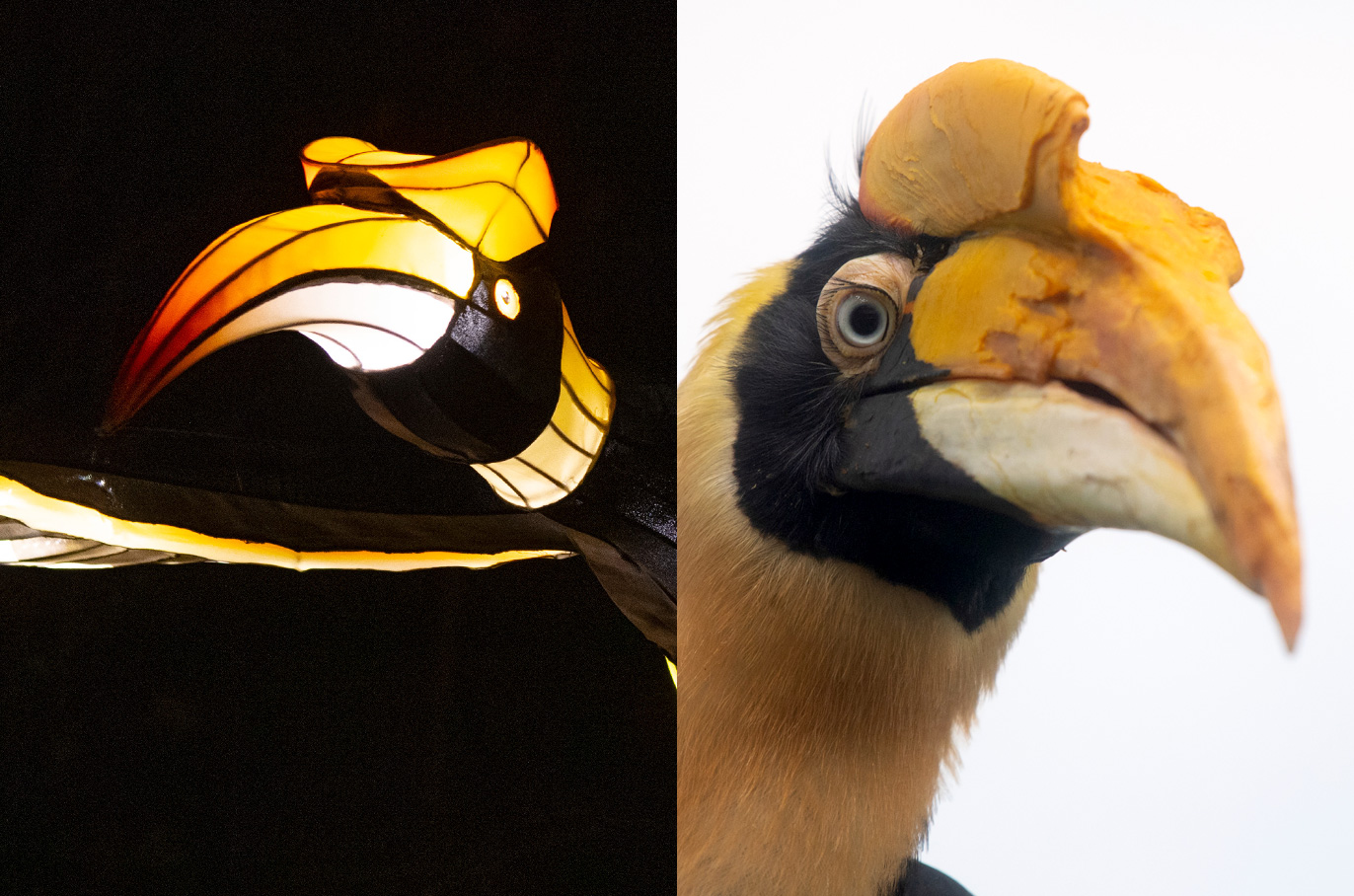 Great Hornbill