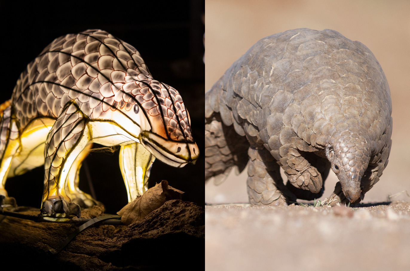 Pangolin