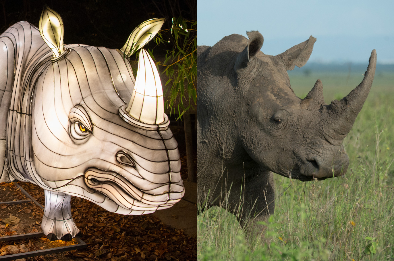 Rhinoceros